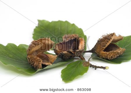 Bog