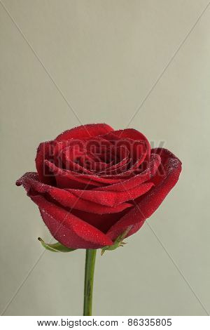 Red Rose