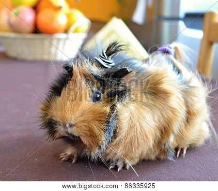 guinea pigs