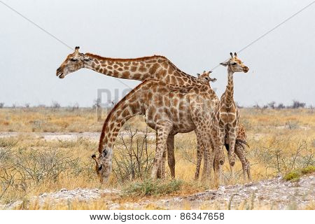 Adult Female Giraffe With Calf Grazzing