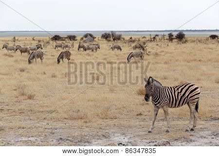 Zebra In African Bush