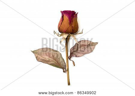 Dry Rose Isolated Over White