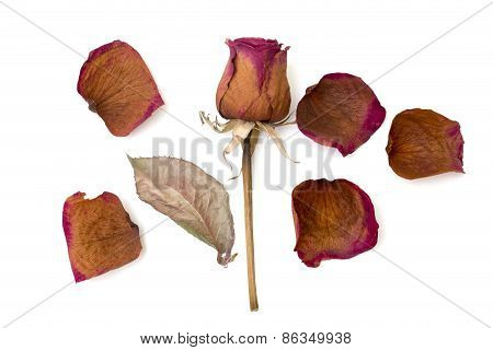 Dry Rose And Petal Isolated Over White