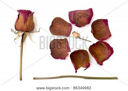 Dry Rose Isolated Over White
