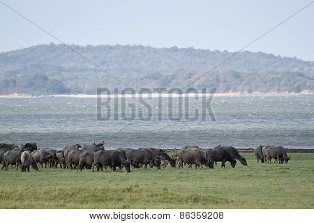 Herd Of Wild Buffalo In Minneriya National Park, Sri Lanka