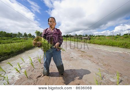 Kvindelige Rice landbruger i Thailand