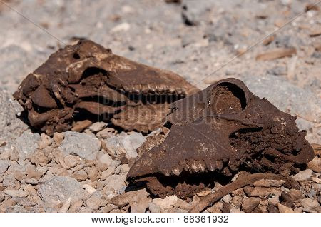 Sheep Skeleton Skull Pile In Saudi Arabia