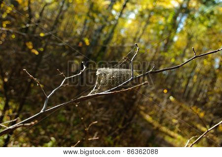 Cobweb On A Branch