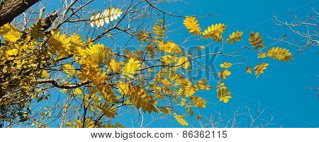 Yellow Autumn Leaves