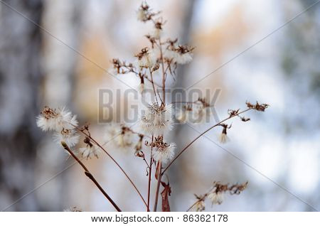 Forest Plant With Pappus