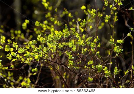 Young Green Leaves