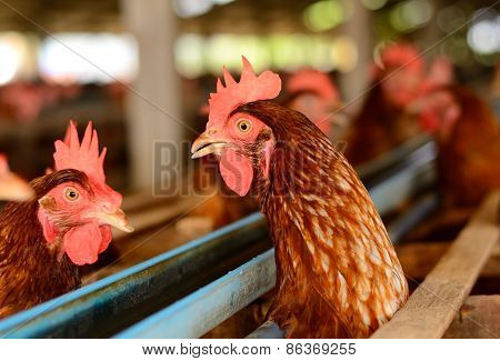 Thai Stlye Commercial Layer Farm