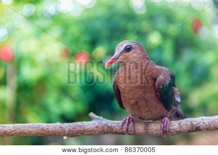 The Common Emerald Dove (Chalcophaps indica) is a pigeon which is a widespread resident breeding bird in the tropical forests