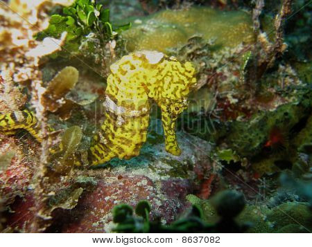 Longsnout Seahorse