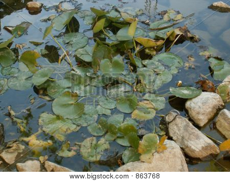 Lily pond