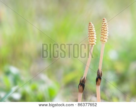 Horsetail  (Equisetum arvense) also known as snake grass, puzzlegrass, sprouts in spring. Wild edible plant. 
