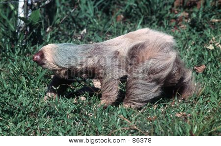 Sloth In Motion