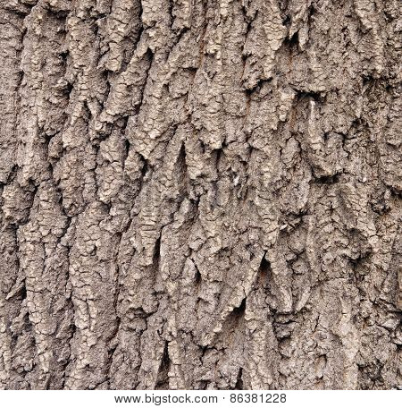 Brwon Cracked Bark On Old Oak Tree