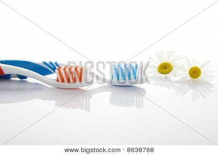 칫 솔과 카모마일 꽃