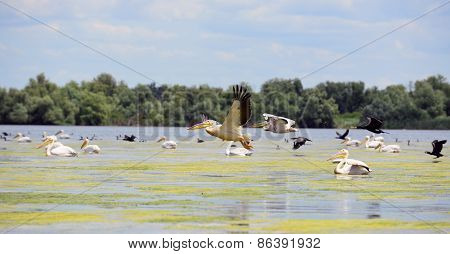 pelicans and cormorans taking off in the Danube Delta, Romania