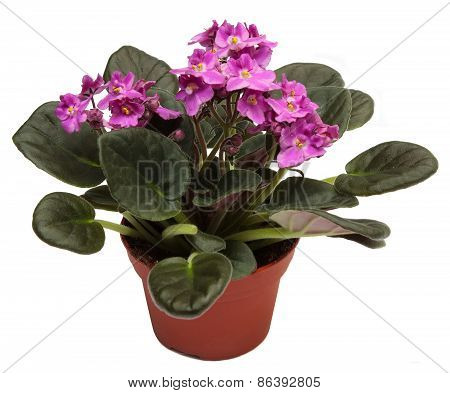 Violets. Home indoor plant in flowerpot isolated on a white background