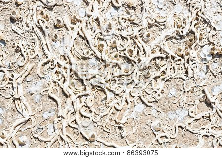Encrustation Of The Sea