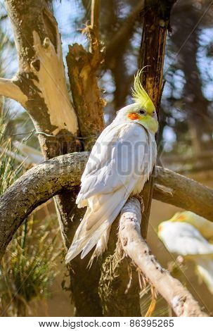 Lutino pearl cockatiel (Nymphicus hollandicus)