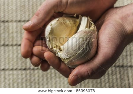 Extra Large Elephant Garlic