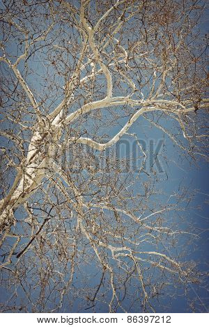 American Sycamore