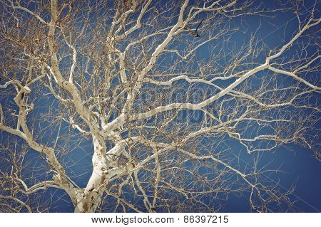 American Sycamore