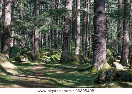 Beautiful Pine Forest In Manali, Himachal Pradesh, India