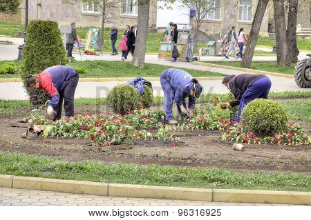 Kislovodsk. Work Of Workers Engage In Planting Flower