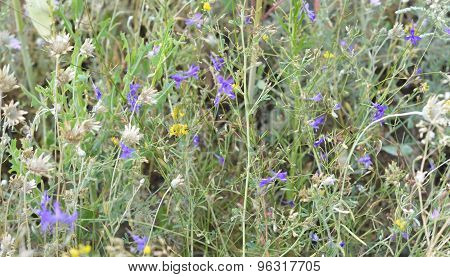 Wildflowers