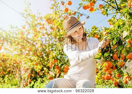 Caucasian girl harvesting mandarins and oranges in organic farm
