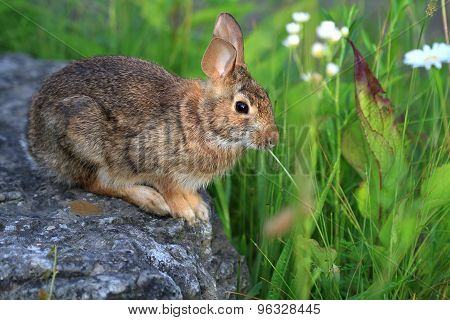 Cottontail Rabbit