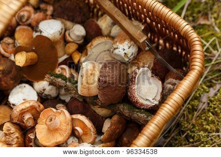 Basket With Mushrooms