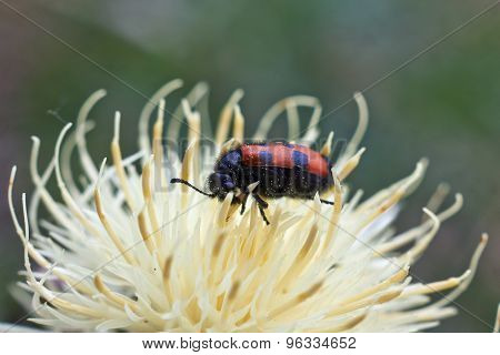Beetles .