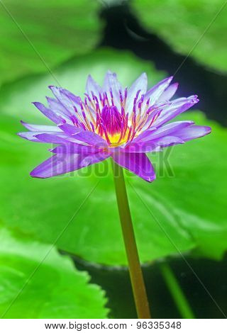 A Vibrant Purple Water Lily
