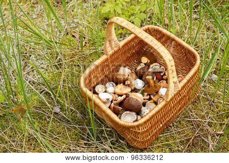 Basket With Mushrooms