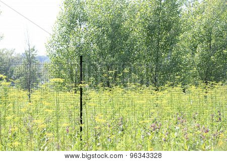 Wild Parsnip Pastinaca sativa