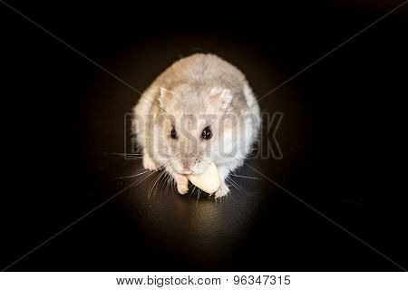 Hamster eating