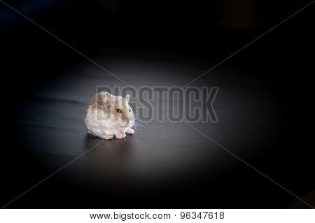 Hamster