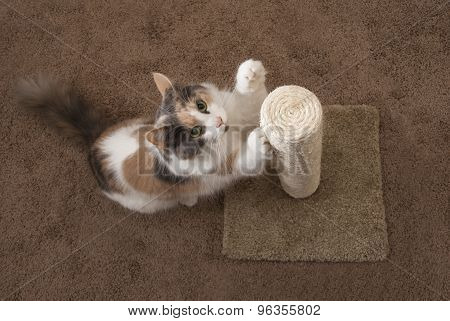Cat scratching - overhead