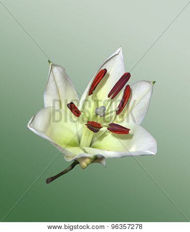 white Lilies