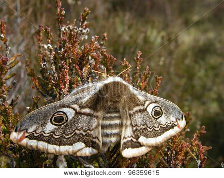 Emperor moth