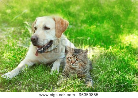 Friendly dog and cat resting over green grass background