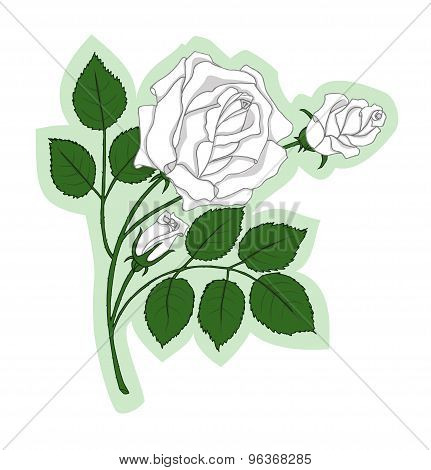 White Roses