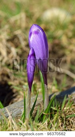 Crocus (Crocus L.) Saffron in the spring