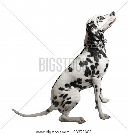 Dalmatian Dog Sitting