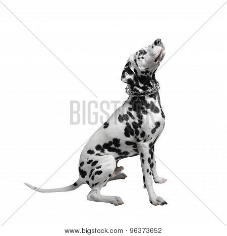 Dalmatian dog sitting isolate